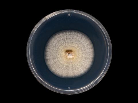 Neocosmospora_solani_6