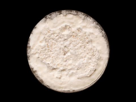 Neopestalotiopsis_sp_6