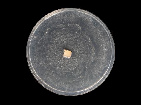 Neopestalotiopsis_sp_8