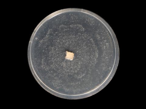 Neopestalotiopsis_sp_9