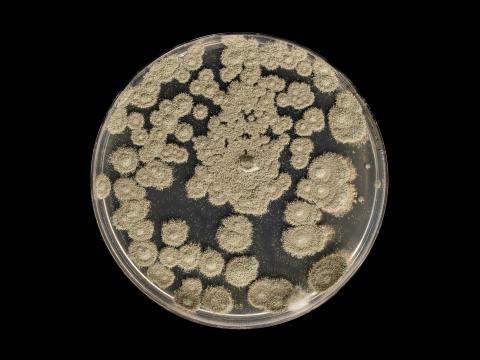 Penicillium_olsonii_2