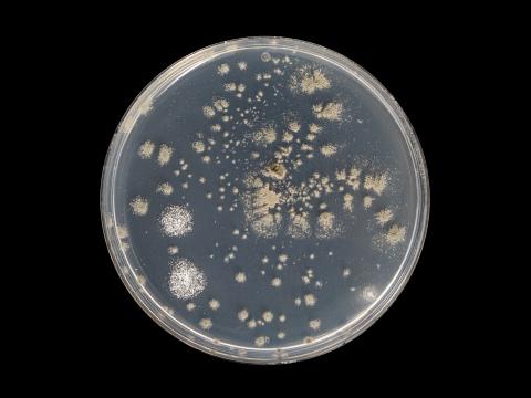 Penicillium_olsonii_4