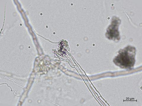Penicillium_olsonii_6