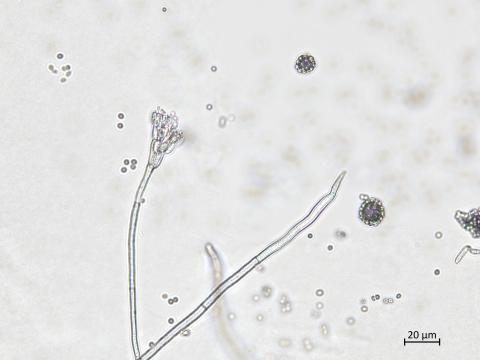 Penicillium_olsonii_7