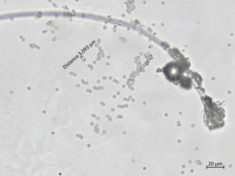 Penicillium_olsonii_8
