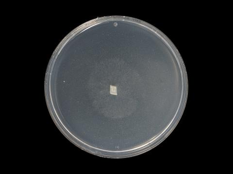 Phytophthora_cactorum_9