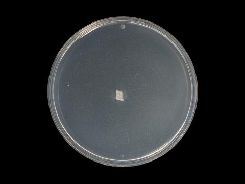 Phytophthora_cactorum_8