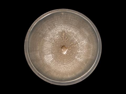 Plectosphaerella_cucumerina_8