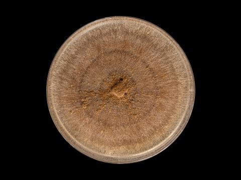 Rhizoctonia_solani_9