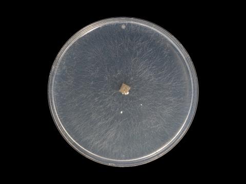 Rhizoctonia_solani_11