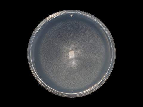 Verticillium_dahliae_9