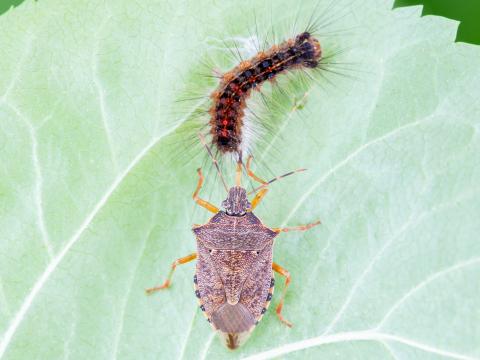 Podisus maculiventris