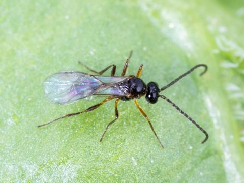 Aphidius colemani