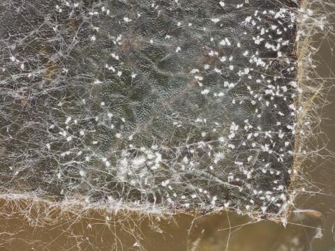 Calonectria_sp_1
