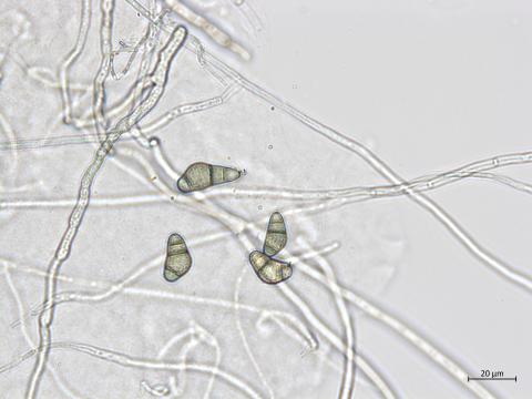Curvularia_sp_1