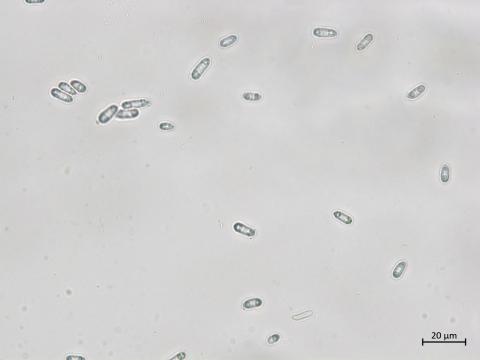 Diaporthe_sp_3