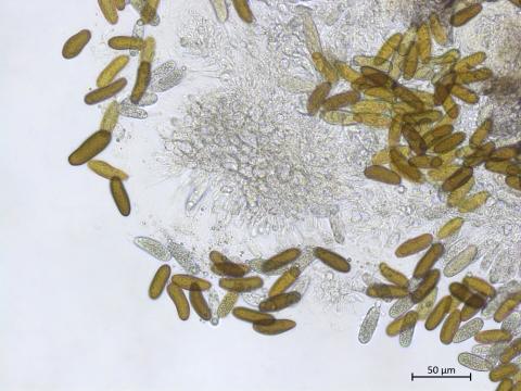 Diplodia_sapinea_1
