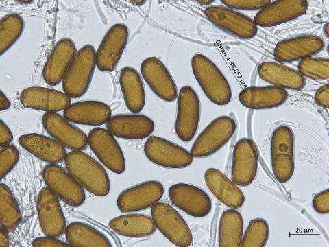 Diplodia_sapinea_3