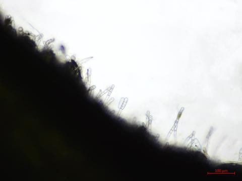 Erysiphe_sp_3