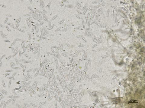 Fusarium_sp_2