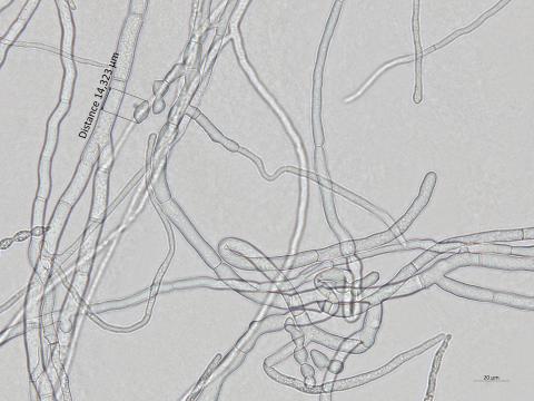 Monilinia_polystroma_1