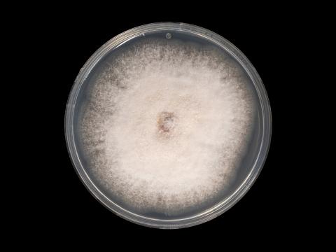 Neocosmospora_phaseoli_2