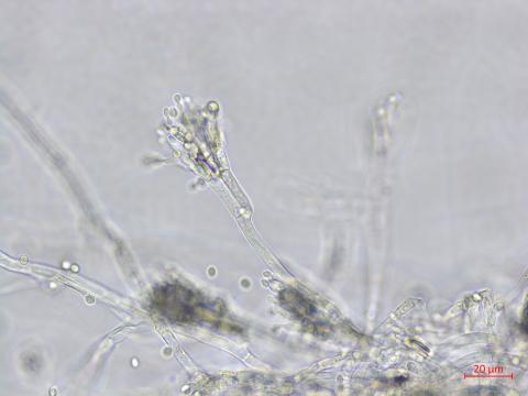 Penicillium_expansum_3
