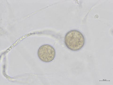 Phytophthora_nicotianae_2