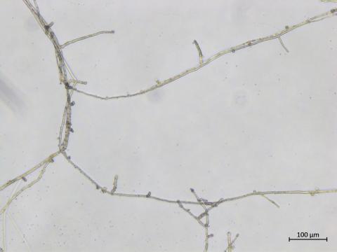 Phytophthora_nicotianae_1