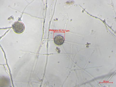 Phytophthora_sojae_2