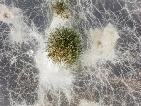 Pyrenophora_sp_1