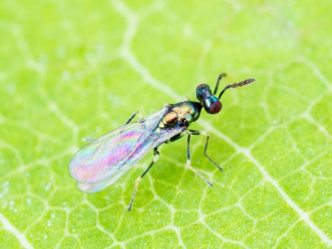 Diglyphus isaea