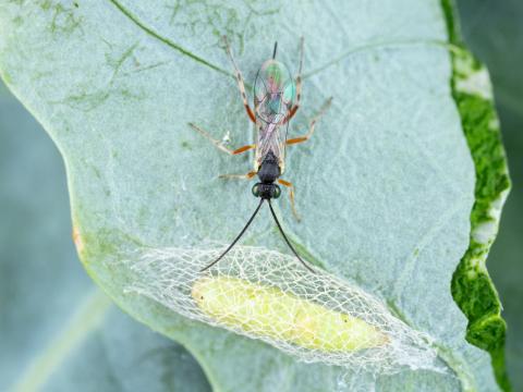 Diadegma insulare
