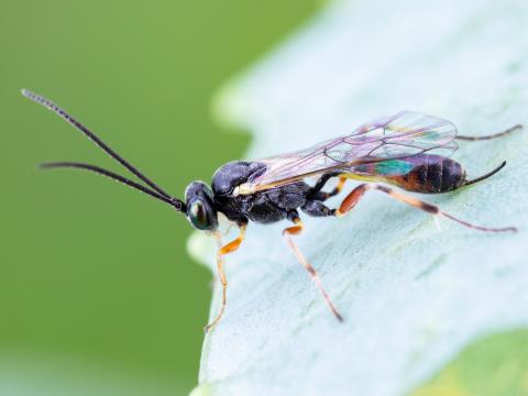 Diadegma insulare
