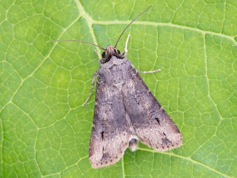 Ver-gris noir (Agrotis ipsilon)