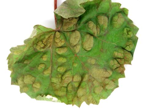 Ériophyide de la vigne (Colomerus vitis)