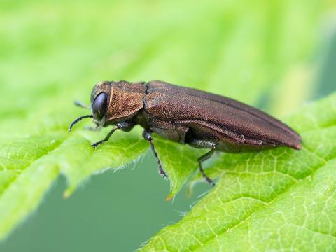 Agrile des gadelliers (Agrilus ribesi)