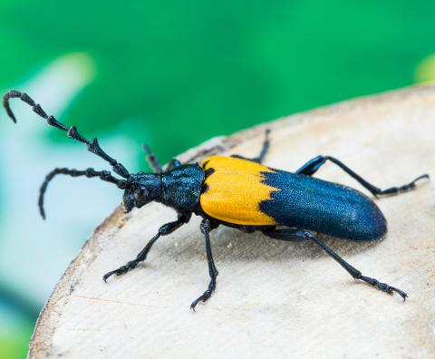 Desmocère à manteau (Desmocerus palliatus)