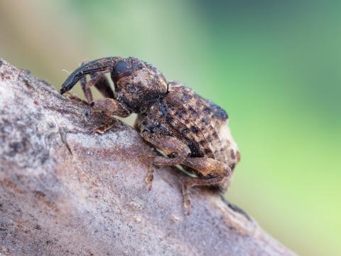 Charançon du noyer (Conotrachelus juglandis)