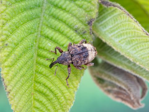 Charançon du noyer (Conotrachelus juglandis)