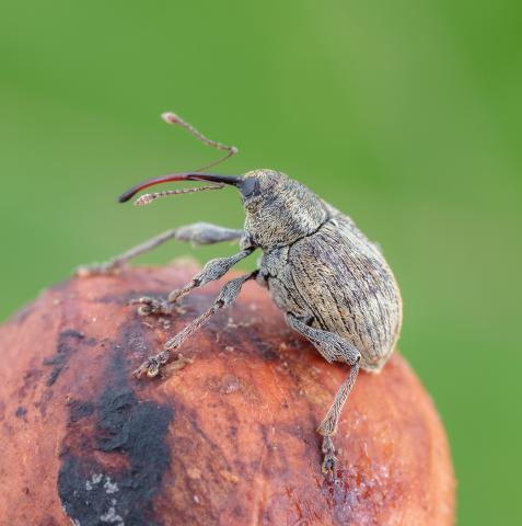 Charançon des noisetiers (Curculio obtusus)