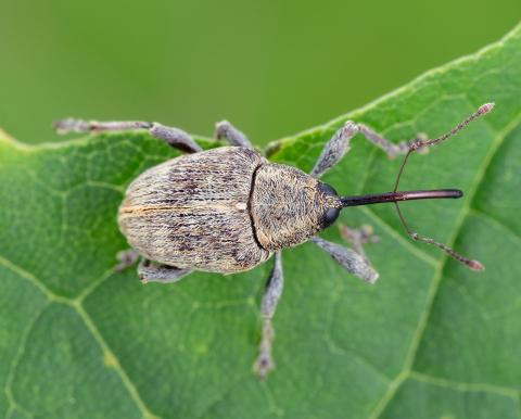Charançon des noisetiers (Curculio obtusus)