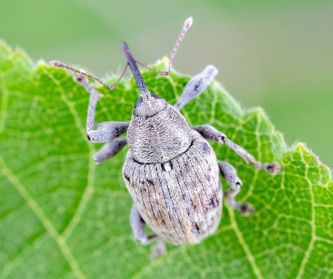Charançon des noisetiers (Curculio obtusus)