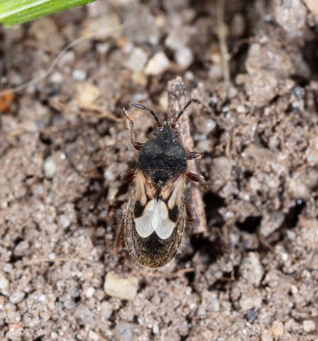 Punaise velue (Blissus leucopterus hirtus)
