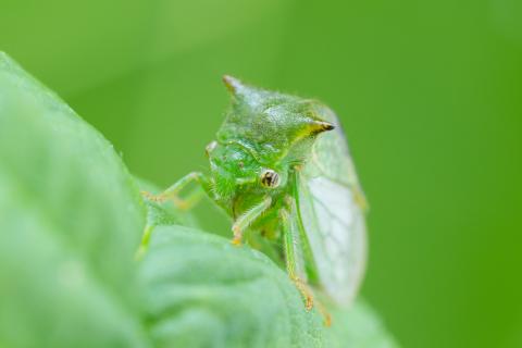 Cérèse buffle (Stictocephala bisonia)