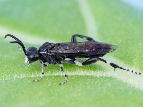 Tenthrède du sureau (Macrophya epinota)