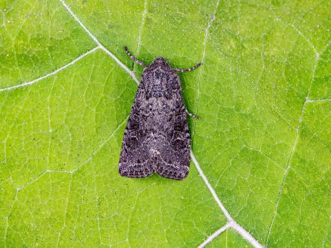 Ver-gris vitreux (Apamea devastator)