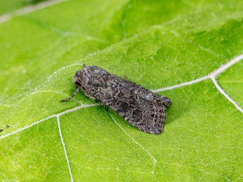 Ver-gris vitreux (Apamea devastator)