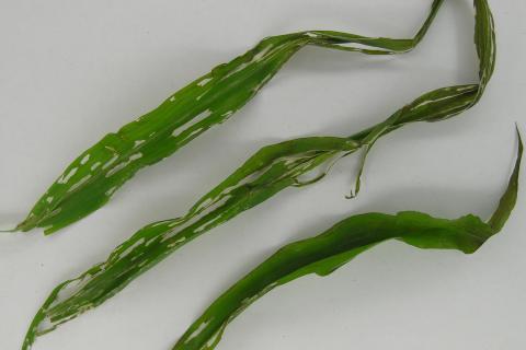 Limaces