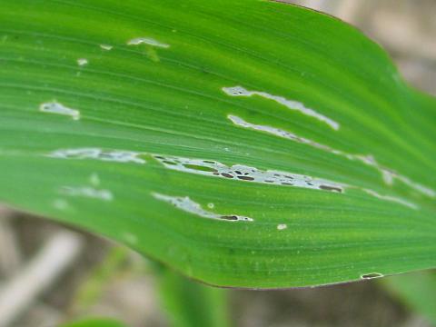 Limaces